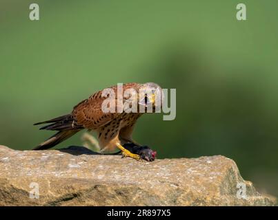 Ein männlicher Kestrel (Falco tinnunculus), der auf einem Felsen sitzt und eine Feldmaus isst, die er gerade gefangen hat Stockfoto