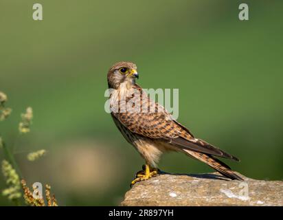 Ein wachsames Weibchen Kestrel (Falco tinnunculus), hoch oben auf einem Felsen vor offener Landschaft Stockfoto