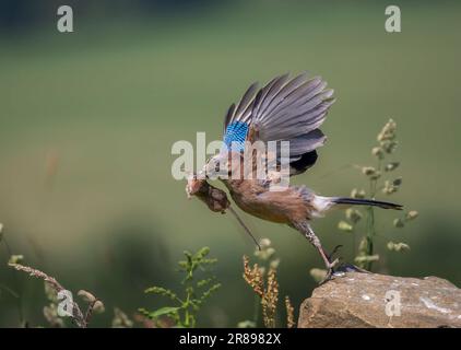 Ein Jay (Garrulus glandarius), ein Mitglied der Crow-Familie, startet von einem Felsen mit einer toten Maus im Schnabel Stockfoto