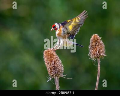 Europäischer Goldfinch (Carduelis carduelis), der auf einer Teasel-Fabrik landet Stockfoto