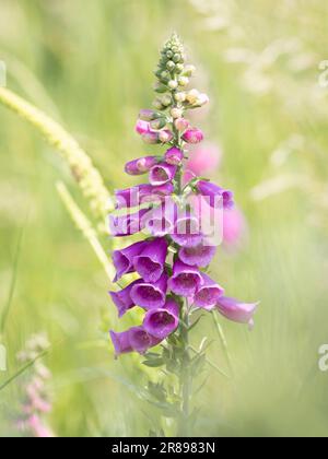 Ein rosafarbener Foxglove (Digitalis purpurea), der am Rande einer Wiese blüht Stockfoto