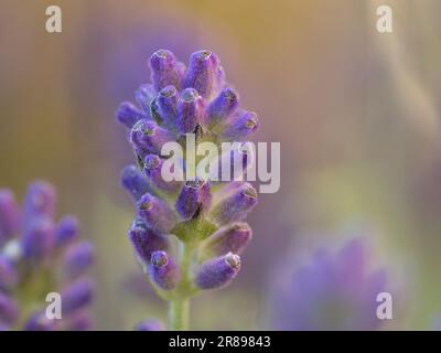 Eine Nahaufnahme des Blütenkopfs von Lavender vor einem Hintergrund mit weichem Fokus Stockfoto
