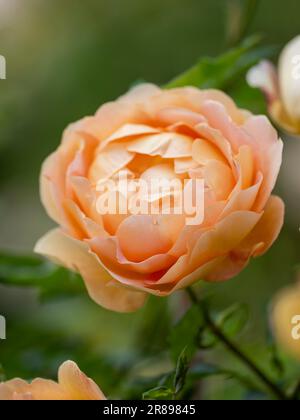 Große einzelne orange Rose Blume in voller Blüte Stockfoto