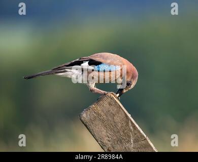 Ein wunderschöner Jay (Garrulus glandarius), hoch oben auf einem alten Holzpfosten Stockfoto