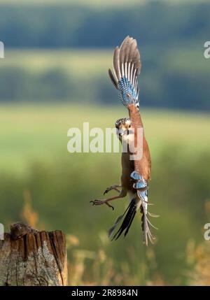 Ein Jay, (Garrulus glandarius), mitten im Flug, mit seinen breiten Flügeln, die sein wunderschönes Gefieder zeigen Stockfoto