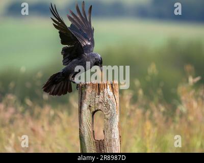 Ein Jackdaw (Corvus monedula), der auf einem alten Holzpfosten landet Stockfoto