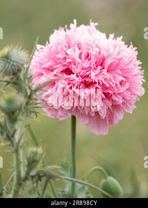 Eine wunderschöne rosa wilde Mohnblume in voller Blüte Stockfoto