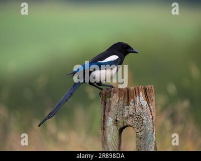 Elster (Pica pica), ein gemeinsames Mitglied der Crow-Familie, hoch oben auf einem alten Holzpfahl Stockfoto