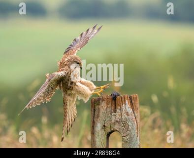 Eine weibliche Kestrel (Falco tinnunculus), stürzt auf eine Feldmaus auf ein altes Holztor auf einem Feld, hält ihre Flügel breit, während sie landet Stockfoto