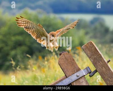 Eine weibliche Kestrel (Falco tinnunculus), stürzt auf eine Feldmaus auf ein altes Holztor auf einem Feld, hält ihre Flügel breit, während sie landet Stockfoto