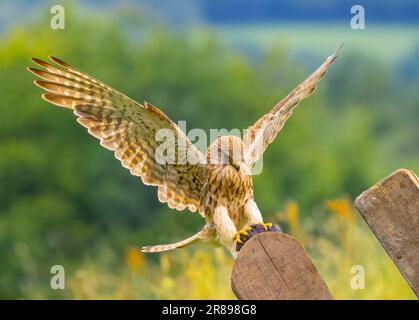 Eine weibliche Kestrel (Falco tinnunculus), stürzt auf eine Feldmaus auf ein altes Holztor auf einem Feld, hält ihre Flügel breit, während sie landet Stockfoto