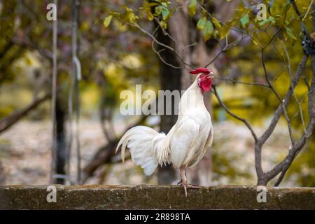 Hahn kräht oder ruft einen Bauernhof an. Bantam-Hühnerzucht. Kleiner weißer Hahn. Stockfoto