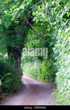 Senkrechter Blick auf die Landstraße, die durch einen grünen Tunnel mit Laub und einer riesigen alten Eiche im Sommer Juni 2023 Carmarthenshire Wales UK KATHY DEWIT verläuft Stockfoto