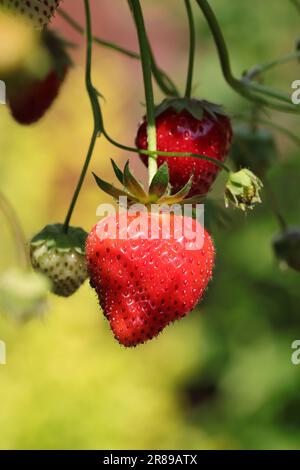 Nahaufnahme reifer hängender Erdbeeren der Sorte Toscana in einem ampeligen Glas vor einem sonnenbeleuchteten, verschwommenen Hintergrund Stockfoto