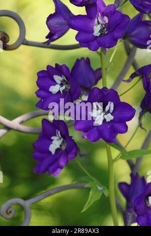 Nahaufnahme dunkelblauer Delphiniumblüten vor unscharfem Hintergrund Stockfoto