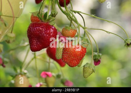 Nahaufnahme reifer hängender Erdbeeren der Sorte Toscana in einem ampeligen Glas Stockfoto