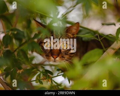 Die niedliche Tabby-Katze kletterte im Sommergarten über eine Zaunwand über einen Baum und sah aus. Türkische Katzen auf den Straßen von Antalya Stockfoto