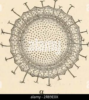 „Grundlagenbuch der Zoologie“ (1884) Stockfoto