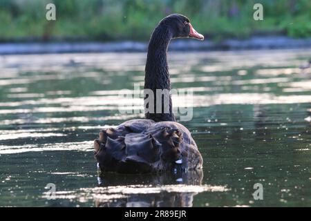 Ein majestätischer schwarzer Schwan, der anmutig über den See gleitet Stockfoto