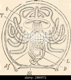 „Grundlagenbuch der Zoologie“ (1884) Stockfoto