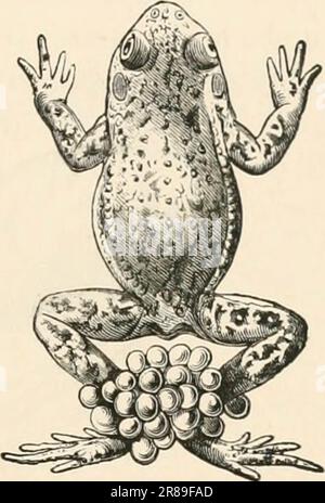 „Grundlagenbuch der Zoologie“ (1884) Stockfoto