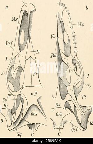 „Grundlagenbuch der Zoologie“ (1884) Stockfoto