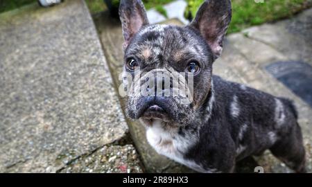 Nahaufnahme eines wunderschönen Hundes, Welpe einer französischen Bulldogge, positives Konzept von, Tierliebe, Tierleben. Ich schaue in die Kamera. Stockfoto
