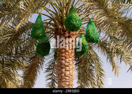 Nahaufnahme unreifer Datteln bedeckt mit grünen Netzbeuteln auf einer Palme, um zu verhindern, dass die Datteln fallen oder Vögel sie fressen. Stockfoto