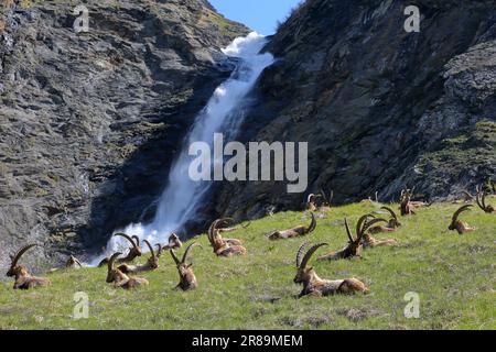 Aus nächster Nähe sehen Sie eine Herde der Alpen Ibex (Capra Ibex) neben dem PY-Wasserfall im Vanoise-Nationalpark, den nördlichen französischen Alpen, Tarentaise, Savoie, Frankreich Stockfoto