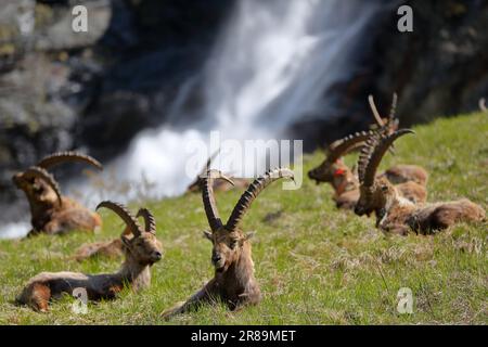 Aus nächster Nähe sehen Sie eine Herde der Alpen Ibex (Capra Ibex) neben dem PY-Wasserfall im Vanoise-Nationalpark, den nördlichen französischen Alpen, Tarentaise, Savoie, Frankreich Stockfoto