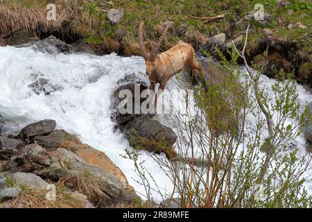 Nahaufnahme einer alpinen Ibex (Capra Ibex), die einen Bergbach im Vanoise-Nationalpark, den nördlichen französischen Alpen, Tarentaise, Savoie, Frankreich überquert Stockfoto