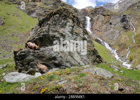 Zwei Alpine Ibex (Capra Ibex) und PY Wasserfall, im Tal von Champagny le Haut, Vanoise Nationalpark, Französische Alpen, Savoie, Frankreich Stockfoto