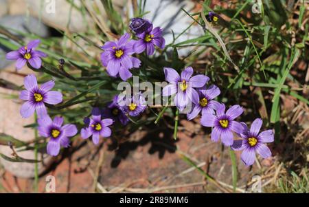 Sisyrinchiumblaues Grasaugen in Blüten Stockfoto