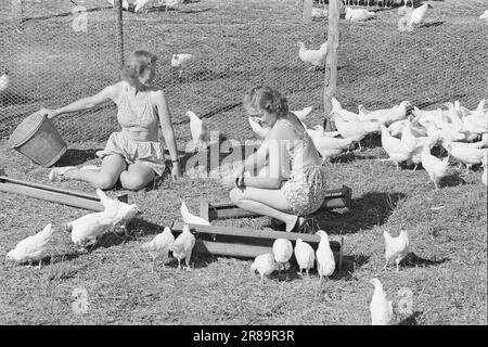 Aktuelle 15-1949: Von der Ei-Rationierung zur Ei-Abundanz Foto; Sverre A. Børretzen / Aktuell / NTB ***FOTO NICHT VERARBEITETE BILDER*** Stockfoto