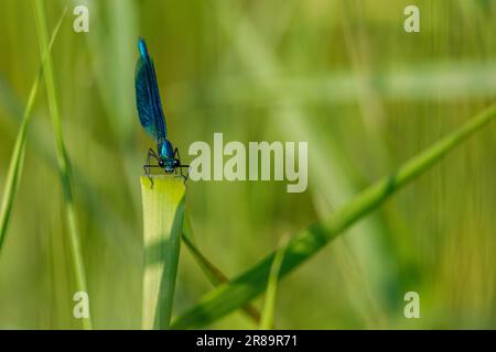 Eine Demoiselle Dragonfly in freier Wildbahn Stockfoto