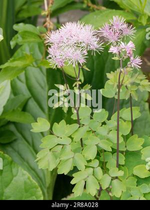 Thalictrum in gemischter Grenzlage Stockfoto