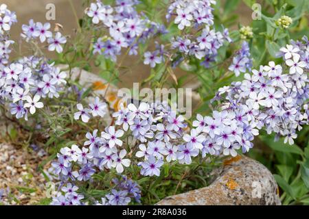 Phlox Divaricate Chattahoochee Stockfoto