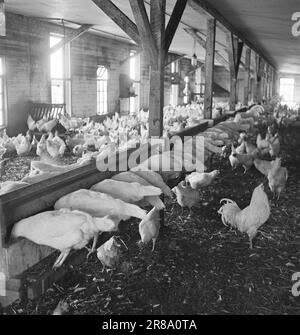 Aktuelle 15-1949: Von der Ei-Rationierung zur Ei-Abundanz Foto; Sverre A. Børretzen / Aktuell / NTB ***FOTO NICHT VERARBEITETE BILDER*** Stockfoto