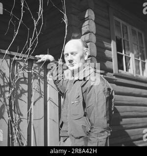 Tatsächlich 9-1-1947: Einar Gerhardsen unterhielt sich am 10. Mai informell mit Premierminister Einar Gerhardsen, der am 50. Mai wird, und in diesem Fall hat "Aktuell" ihn in seinem Versteck, dem Cottage "Kristi Rolighet" in Bærum, gesucht. Redakteur per Bratland beschreibt das Leben dort draußen in Text und Bildern. In einem Gespräch mit dem Jubiläum werden die größten politischen Probleme angesprochen. Die Veranda ist mit Wildwein dekoriert, und es ist die Aufgabe des Premierministers, dafür zu sorgen, dass sie gedeiht. Seit er recht jung war, fühlte er sich mit der Natur vertraut und stand unter dem Druck Stockfoto