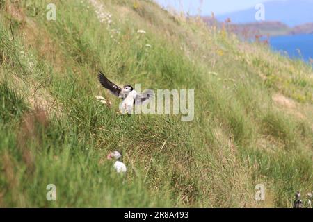 Puffin landet auf der Personalinsel Stockfoto