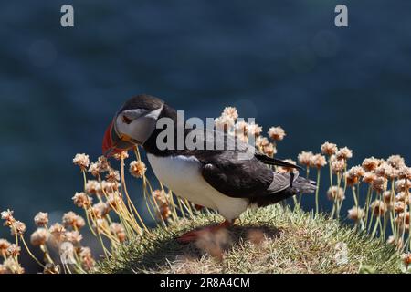 Puffin auf der Personalinsel Stockfoto