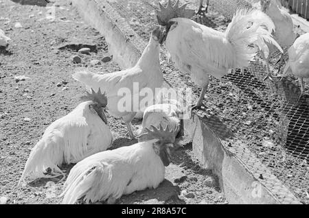 Aktuelle 15-1949: Von der Ei-Rationierung zur Ei-Abundanz Foto; Sverre A. Børretzen / Aktuell / NTB ***FOTO NICHT VERARBEITETE BILDER*** Stockfoto