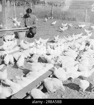 Aktuelle 15-1949: Von der Ei-Rationierung zur Ei-Abundanz Foto; Sverre A. Børretzen / Aktuell / NTB ***FOTO NICHT VERARBEITETE BILDER*** Stockfoto