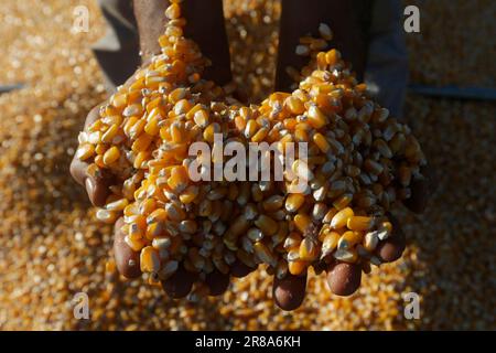 Brasilia, Brasilien. 19. Juni 2023. Ein Bauer hält Mais in den Händen auf einem Bauernhof in der Nähe von Brasilia, Brasilien, 19. Juni 2023. Kredit: Lucio Tavora/Xinhua/Alamy Live News Stockfoto