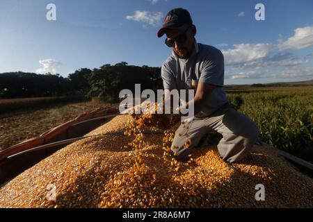 Brasilia, Brasilien. 19. Juni 2023. Ein Bauer hält Mais in den Händen auf einem Bauernhof in der Nähe von Brasilia, Brasilien, 19. Juni 2023. Kredit: Lucio Tavora/Xinhua/Alamy Live News Stockfoto