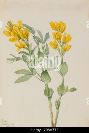 Goldenpea (Thermopsis rhombifolia) 1923 von Mary Vaux Walcott, geboren in Philadelphia, PA 1860-gestorben St. Andrews, New Brunswick, Kanada 1940 Stockfoto