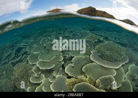 Im Komodo-Nationalpark, Indonesien, gedeihen Korallen, die sich auf Riffen aufbauen. Diese Region ist die Heimat einer außergewöhnlichen marinen Artenvielfalt. Stockfoto