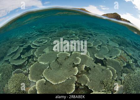 Im Komodo-Nationalpark, Indonesien, gedeihen Korallen, die sich auf Riffen aufbauen. Diese Region ist die Heimat einer außergewöhnlichen marinen Artenvielfalt. Stockfoto