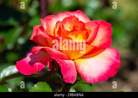 Eine zarte Sorbet Rose aus dem Regenbogen an einem sonnigen Morgen. Stockfoto