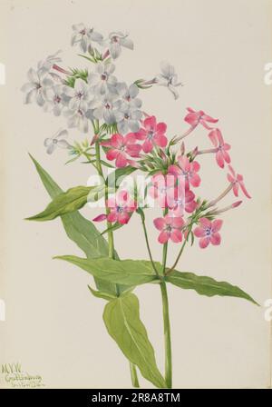 Perennial Phlox (Phlox paniculata) 1934 von Mary Vaux Walcott, geboren in Philadelphia, PA 1860-gestorben St. Andrews, New Brunswick, Kanada 1940 Stockfoto